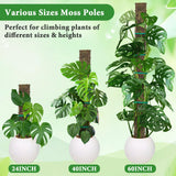 MUDEREK 6 Pack D Shape Sphagnum Moss Pole-24+40"+60"