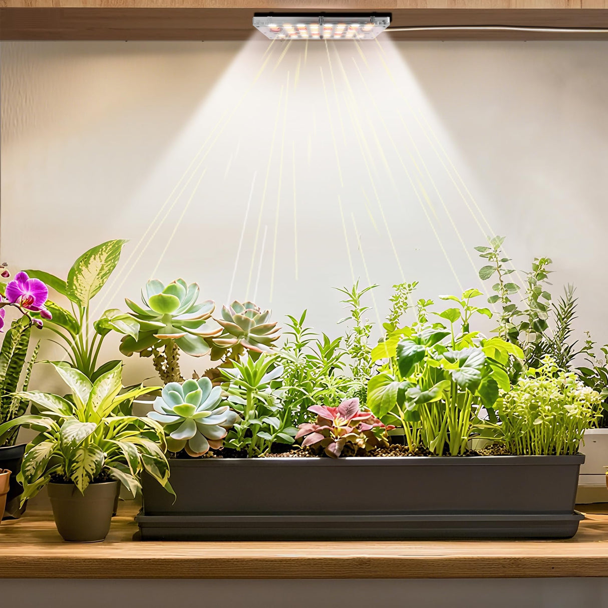 Under Shelf Grow Light, USB Powered Adhesive Stick On LED Under Cabinet Puck Light with Timer, Full Spectrum High PPFD Small Plant Light for Shelves, Indoor Plants, Terrarium, Display Case (3500K)