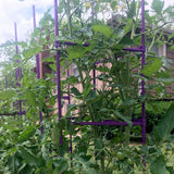 Growsun Large Tomato Cage 6 Pack Upto 73 inch Tall Tomato Trellis Garden Stakes Plant Support,Purple(5ft Stake add 18 inch Adjustable Stakes)