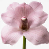 Calvin Klein Euphoria for Women Eau de Toilette, 3.3 Fl Oz