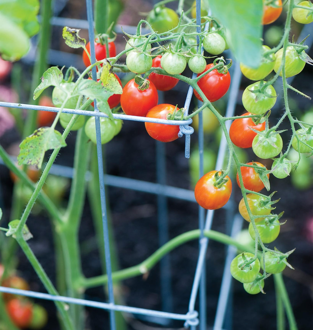 Burpee Medium Heavy Gauge Tomato Cage | 3 Cages for Plant Support in Garden | 14" x 14" x 48" | Made in The USA| Grow Healthier, More Productive Tomato Plants