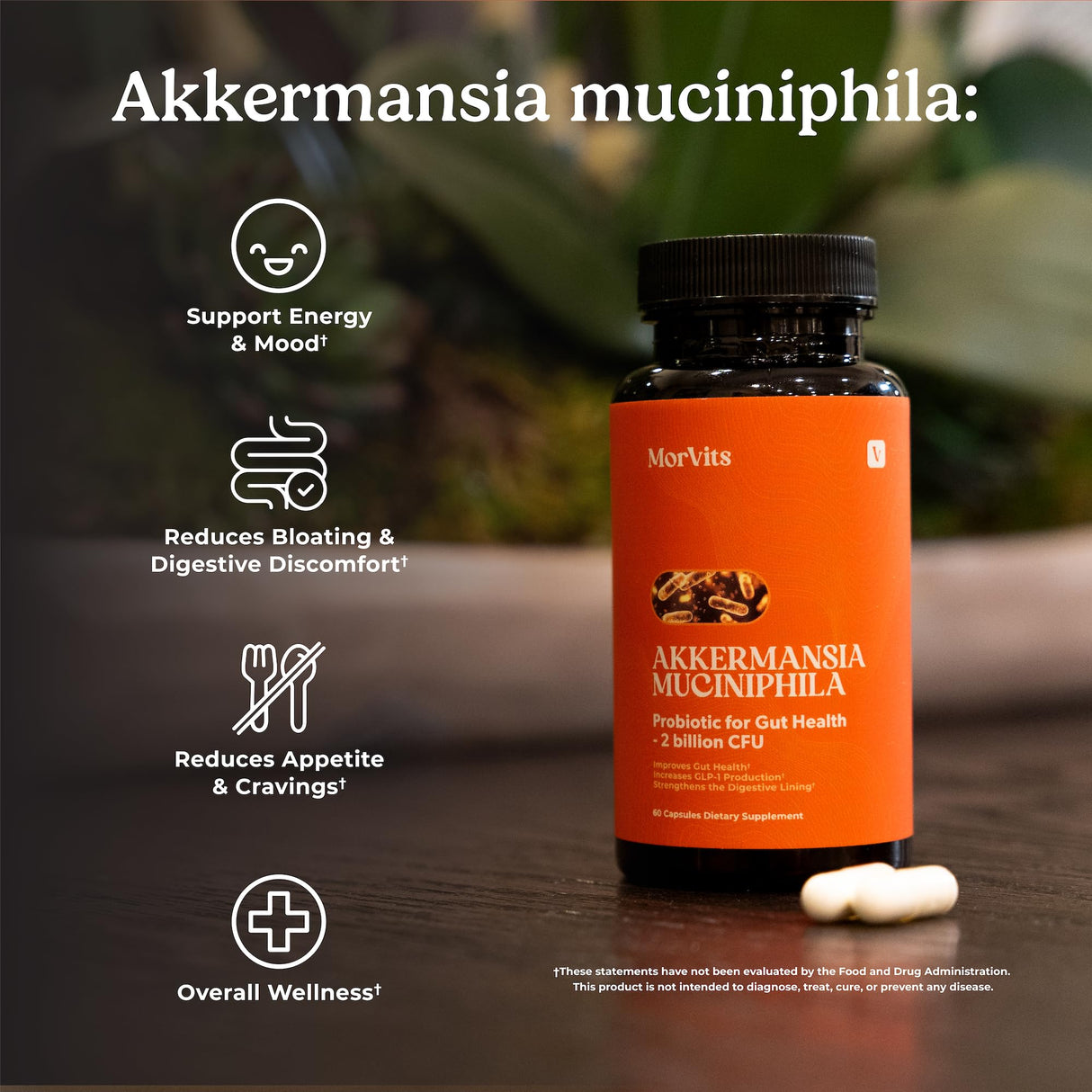 Akkermansia Probiotic | GLP-1 Supplement for Gut Health, Akkermansia Muciniphila, 2 Billion CFU Live Strain for Men & Women (60 Capsules, 1-Pack) - Inulin Prebiotic Fiber, Increases GLP1 Production