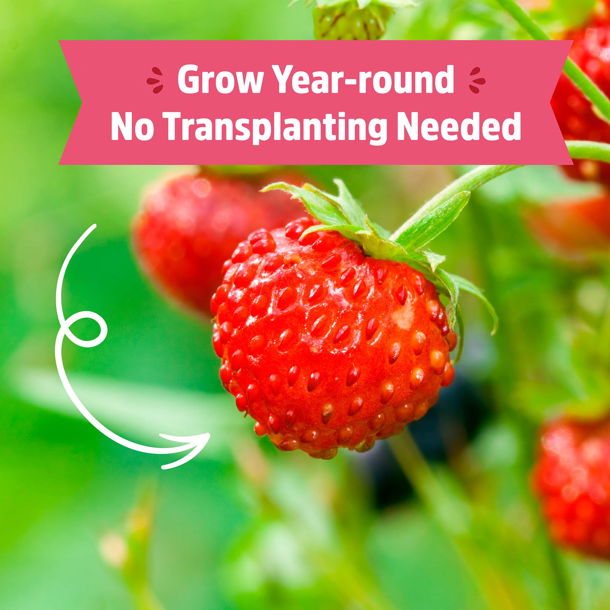 Back to The Roots Organic Strawberry Grow Kit — Grows Year Round, Includes Everything Needed for Planting