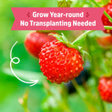 Back to The Roots Organic Strawberry Grow Kit — Grows Year Round, Includes Everything Needed for Planting