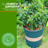 LEOBRO Plant Support, 8PCS Peony Cages and Supports, Plant Stakes for Indoor Plants, Outdoor Plants, Metal Garden Stakes, Plant Holders, Tomato Monstera Hydrangea Support Cage, 10" W x 15.8" H