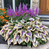 200+ Hosta Seeds Heart-Shaped Hosta Bare Roots - Rich Foliage, Heart Shaped Leaves, Outdoor Garden Attract Pollinators Perennial Bonsai Decoration