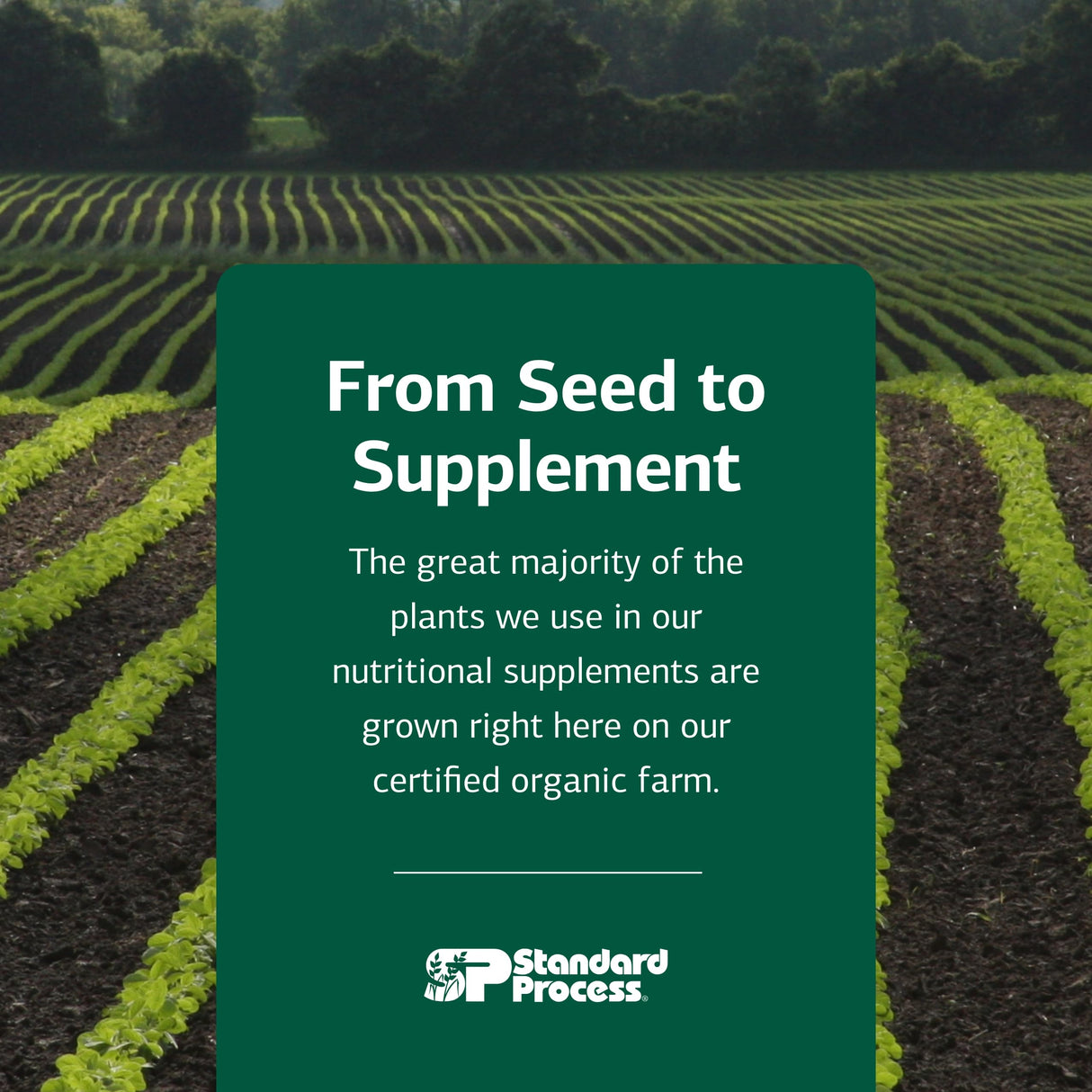Standard Process Trace Minerals-B12 - Thyroid & Cell Functioning Support with Iodine, Zinc & Copper - Cartilage & Bone Health Aid - Non-Dairy & Non-Soy - 90 Tablets (90 Servings)