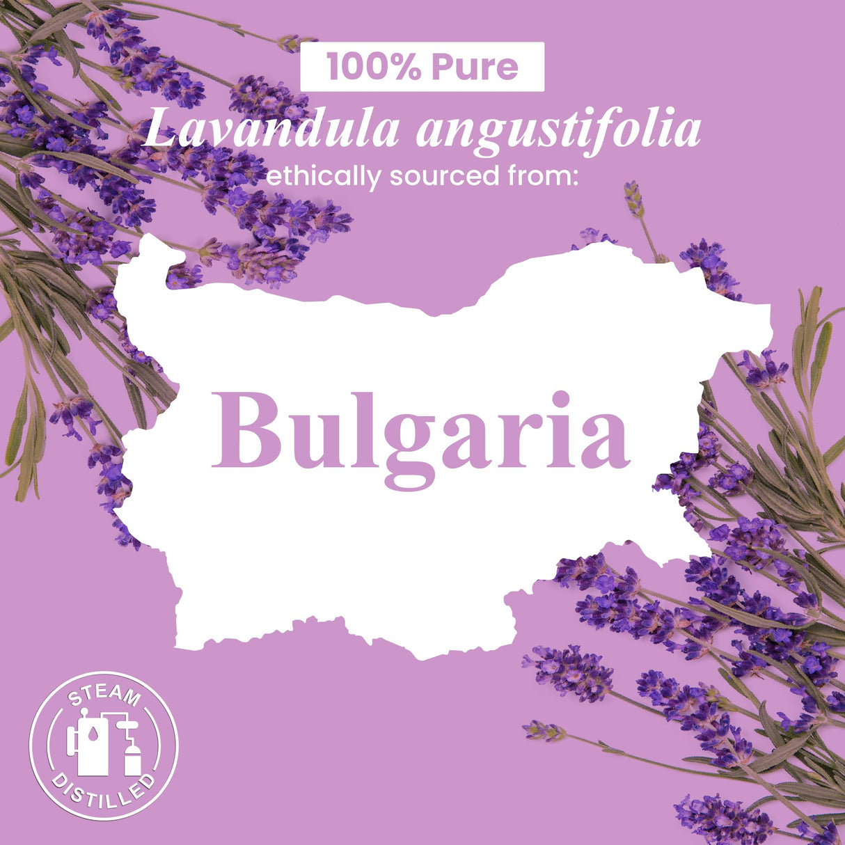 Handcraft Blends Lavender Angustifolia Essential Oil Gift Set – Huge 4 Fl Oz – 100% Pure & Natural – Premium Grade Essential Oil for Diffuser and Aromatherapy – Beautiful Gift Box Included