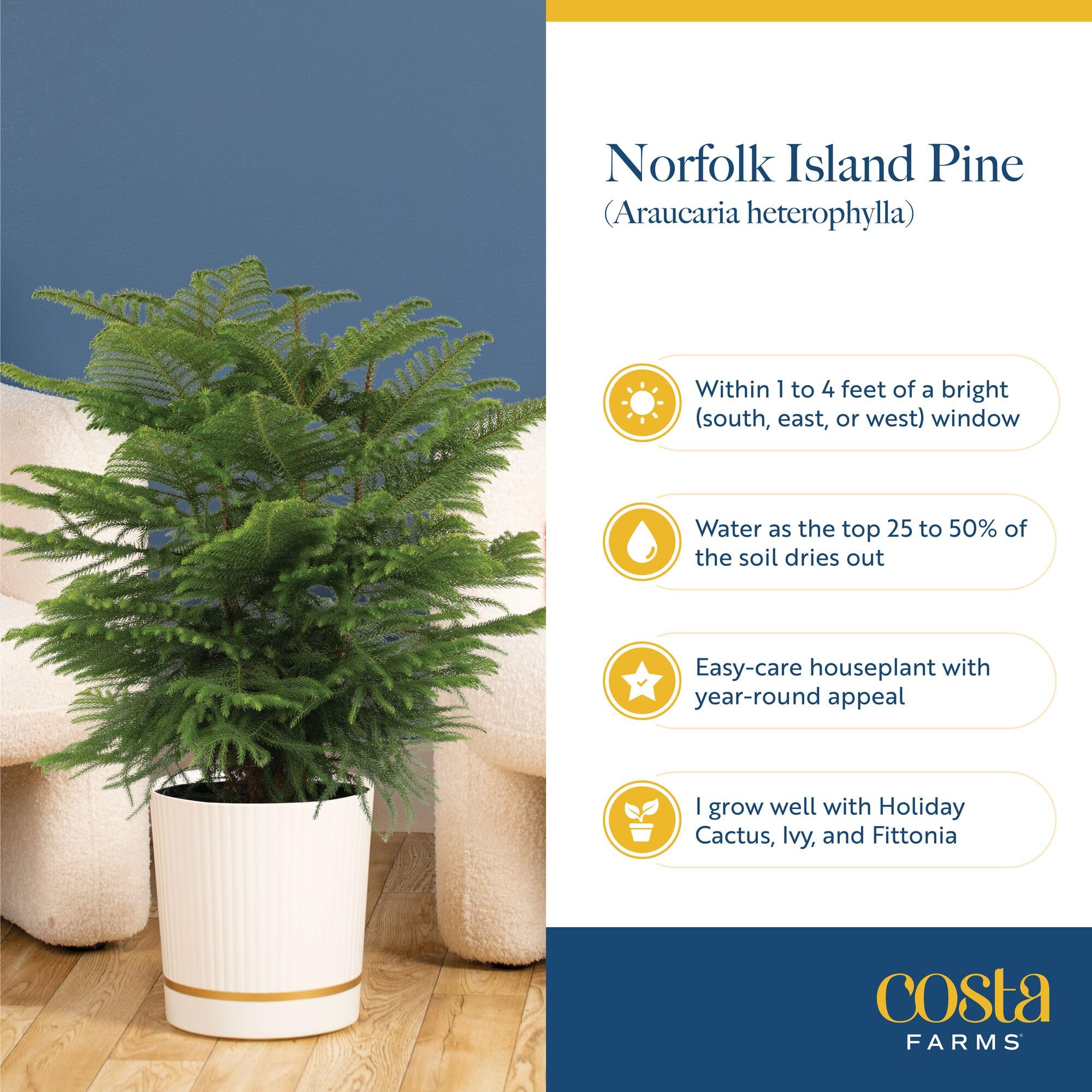 Costa Farms Norfolk Island Pine Tree - Thumbnail 5