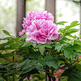 Peony Cages and Supports, 31.5"H x 12.6"D Plant Supports for Outdoor Plants