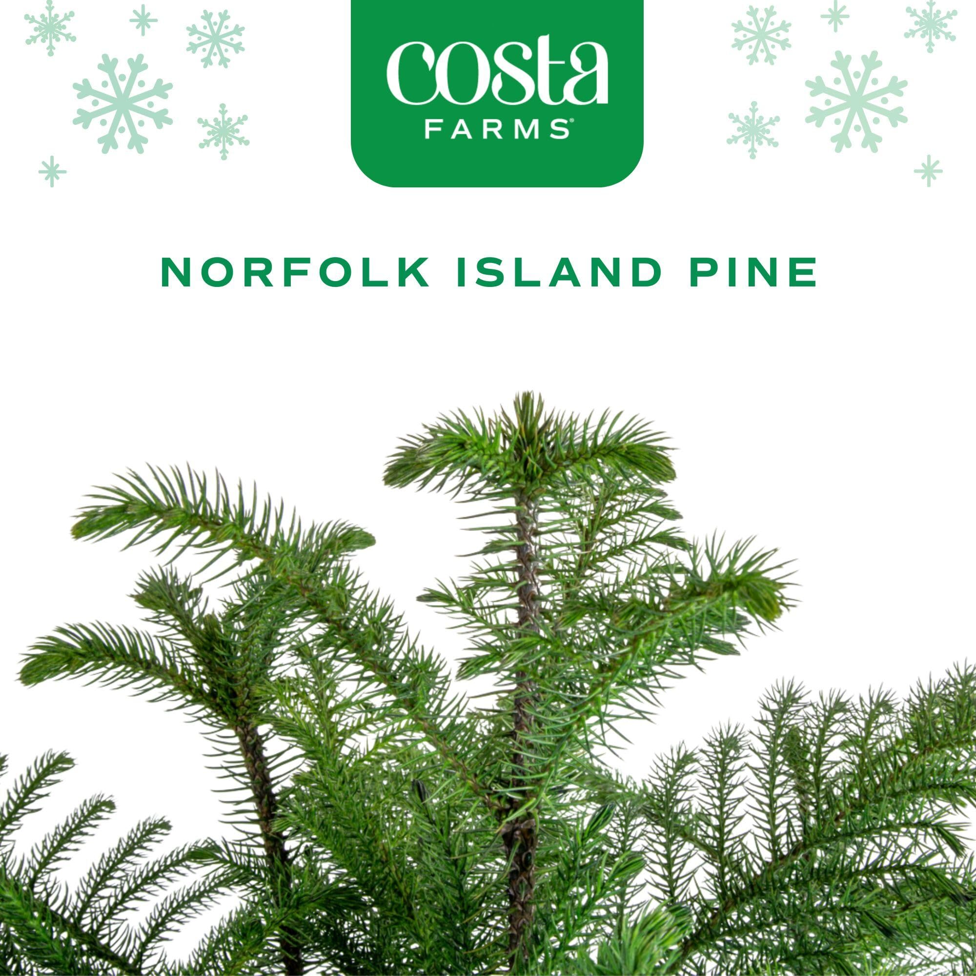 Costa Farms Norfolk Island Pine Tree - Thumbnail 4