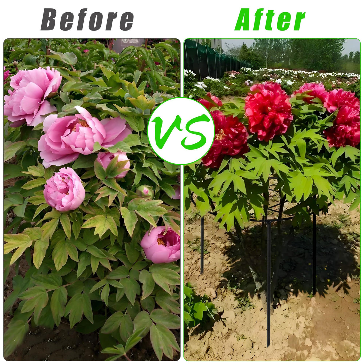 Peony Cages and Supports, 31.5"H x 12.6"D Plant Supports for Outdoor Plants