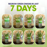 Premium Seed Sprouting Kit & Green Onion Regrower – 2 Wide-Mouth Mason Jars with Sprout Lids, Stainless Stand, Drain Tray, Blackout Sleeves & Cleaning Brush for Broccoli, Alfalfa & Mung Beans