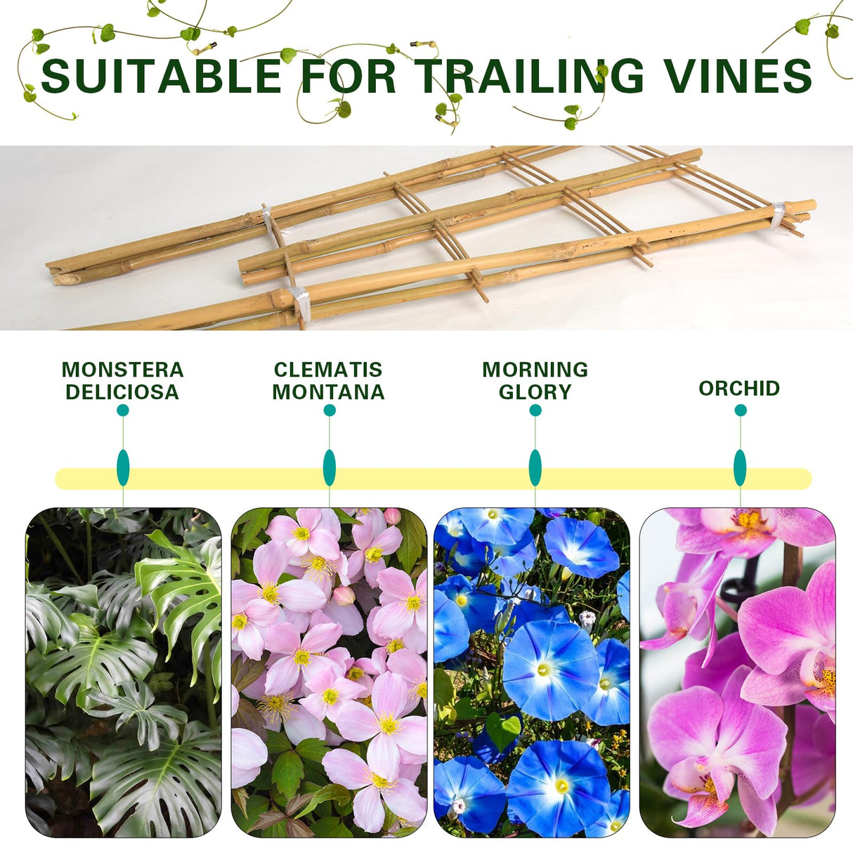 Sprigra Bamboo Trellis 2FT 3 Pack, Plant Ladder Stakes 24 Inches, Natural Fan-Shaped Bamboo Trellis for Orchid Vines, Monarchs, Ivy and Other Plants Climbing, Help Plant Growth