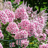 12 Pack 10" W x 32" H Plant Support Stakes, Large Peony Cages and Supports, Tall Peony Ring Supports, Garden Plant Stakes for Outdoor Plants, Rose, Tomato, Hydrangea, Flowers