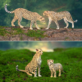 Toymany 8PCS Realistic Cheetah Figurines Toy, Cake Topper & Gift for Kids
