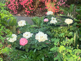GOOOXIM 23.6" Peony Cages and Supports,Plant Support Ring for Hydrangea