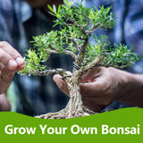 Bonsai Tree Kit, Bonsai Starter Kit with Seeds & Tools, Tree Live Plants Indoor, Gardening Gifts for Women Men Mom Father Plant Lover, Birthday Gifts for Women, Father Day Gifts