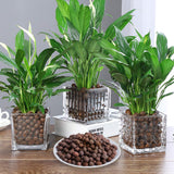 Malifea 4LBS Leca Expanded Clay Pebbles Hydroponics Supplies for Indoor Garden Plants (4LBS)