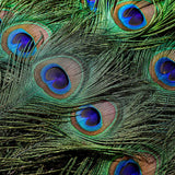 Ballinger 20pcs Natural Long Peacock Feathers 35-40 inch for DIY Craft, Party, Wedding Christmas Decoration and Floral Arrangement