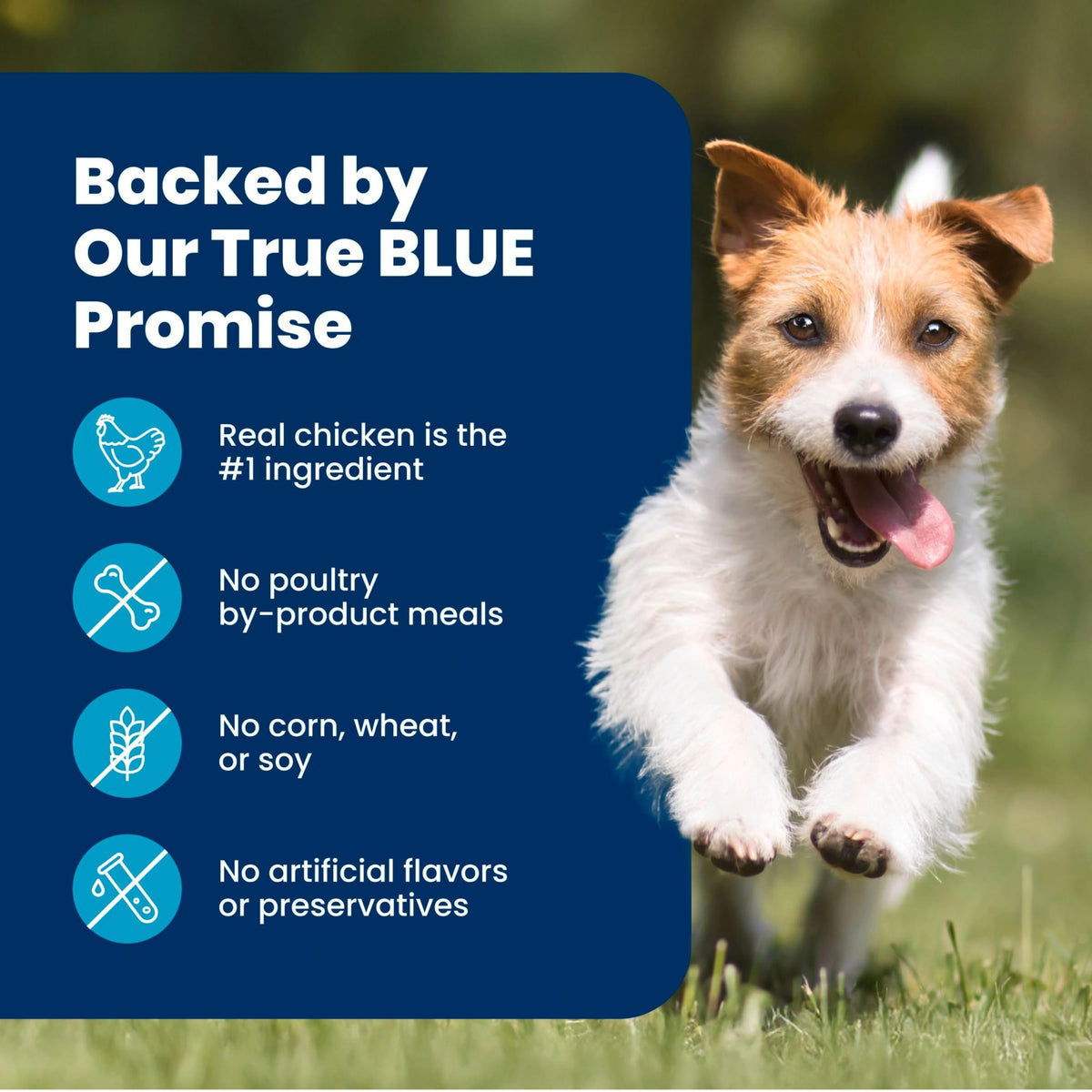 Blue Buffalo Life Protection Formula Chicken Small Breed Dry Dog Food, 15lb