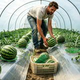 10 Packs Melon Cradles Trellis – Stable Fruit Support Stands to Keep Watermelons, Pumpkins & Cantaloupes Off Soil, Melon Holder Growing Frame Reusable Garden Plant Holders for Raised Beds & Backyard