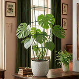 Thealyn 24" Metal Plant Trellis, Climbing Plant Support, 4 Pack (Green)
