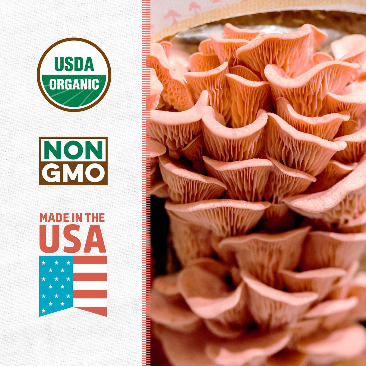Back to the Roots Organic Pink Mushroom Grow Kit, Harvest Gourmet Mushrooms In 10 Days