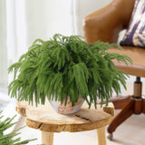 Rowfad 12 Pcs Artificial Norfolk Pine Branches, Norfolk Pine Artificial Pine Stems DIY Crafts Faux Christmas Greenary Norfolk Pine Branches for Xmas Wreath Garland Home Decor (12)