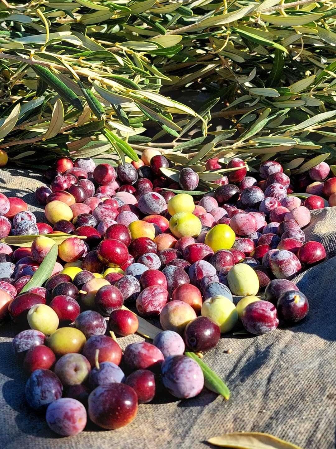 Extra Virgin Olive Oil Cold Pressed - London Award-Winning - 33.81 Fluid Ounce,Antique Ephesus, Mediterranean Region of Ayvalik Turkey (Extra Virgin)