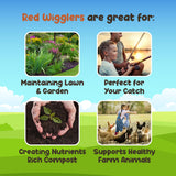 WWJD Worms Red Wigglers Composting Worms - 1/8lb - Easy to Manage Red Worms for Composting - Use for Worm Castings for Plants, Garden, Worm Farm, Vermicompost Bin & Compost Starter
