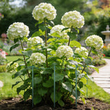 Unves 10 Pack Peony Cages and Supports, 13" W x 32" H Plant Support Stakes