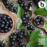 Organic Aronia Berry Capsules – Black Chokeberry Supplement with Natural Anthocyanins & Polyphenols – Supports Immune System – from Aronia Berries Powder – Non-GMO – 500mg, 90 Vegan Capsules