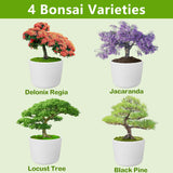 Bonsai Tree Kit, Bonsai Starter Kit with Seeds & Tools, Tree Live Plants Indoor, Gardening Gifts for Women Men Mom Father Plant Lover, Birthday Gifts for Women, Father Day Gifts