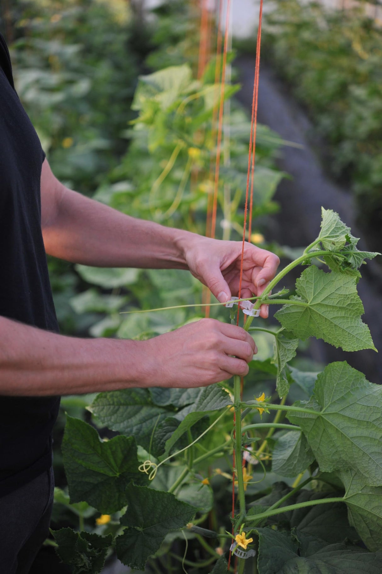 Compostable Trellis Clips (Compostable, 100, Units)