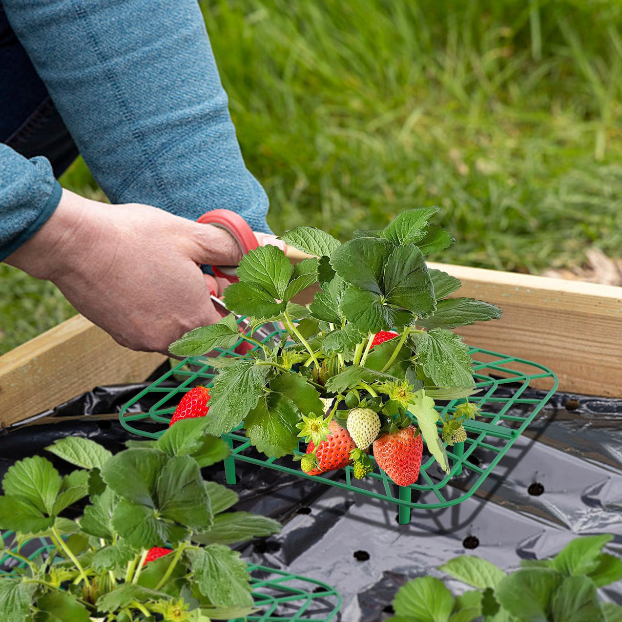 Iceyyyy 12 Packs Square Strawberry Supports-Strawberry Growing Racks- Plant Support Strawberry Stand Holder Growing Frame Keep Berries Clean