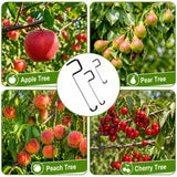 Limb Spreaders for Fruit Trees 21 PCS, 10 Inch Tree Limb Spreader, Metal Fruit Tree Branch Spreaders with Bark-Protective Rubber Hooks, Tree Branch Support for Apple Pear Cherry Plum (10 Inch)