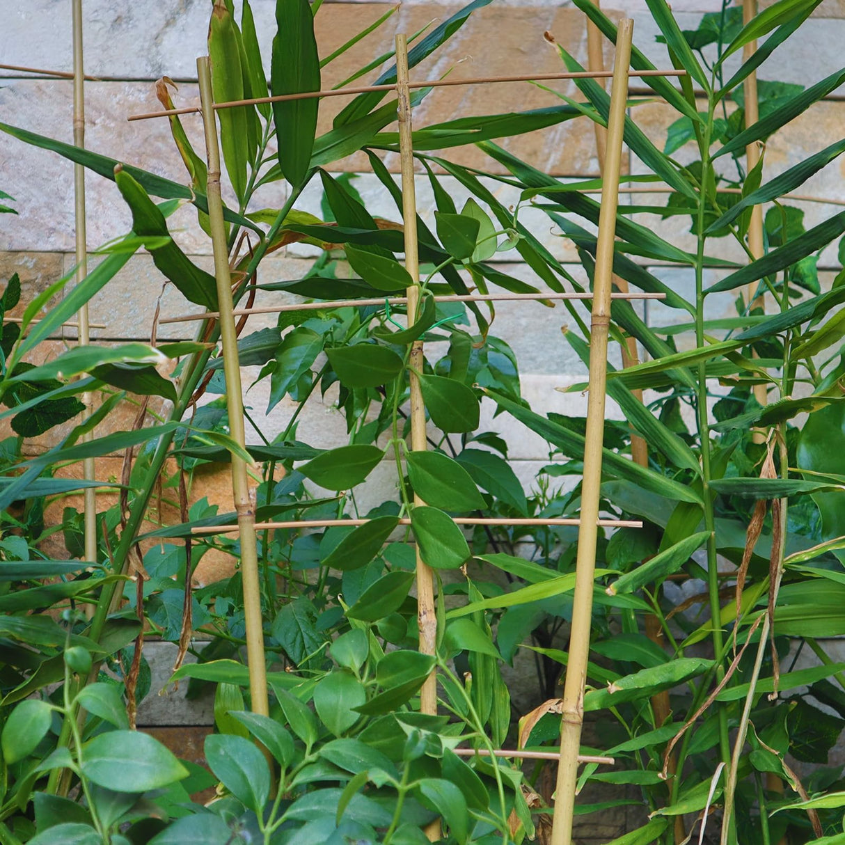 10 Pack 2ft Bamboo Trellis for Climbing Plants, Fan-Shaped Garden Support