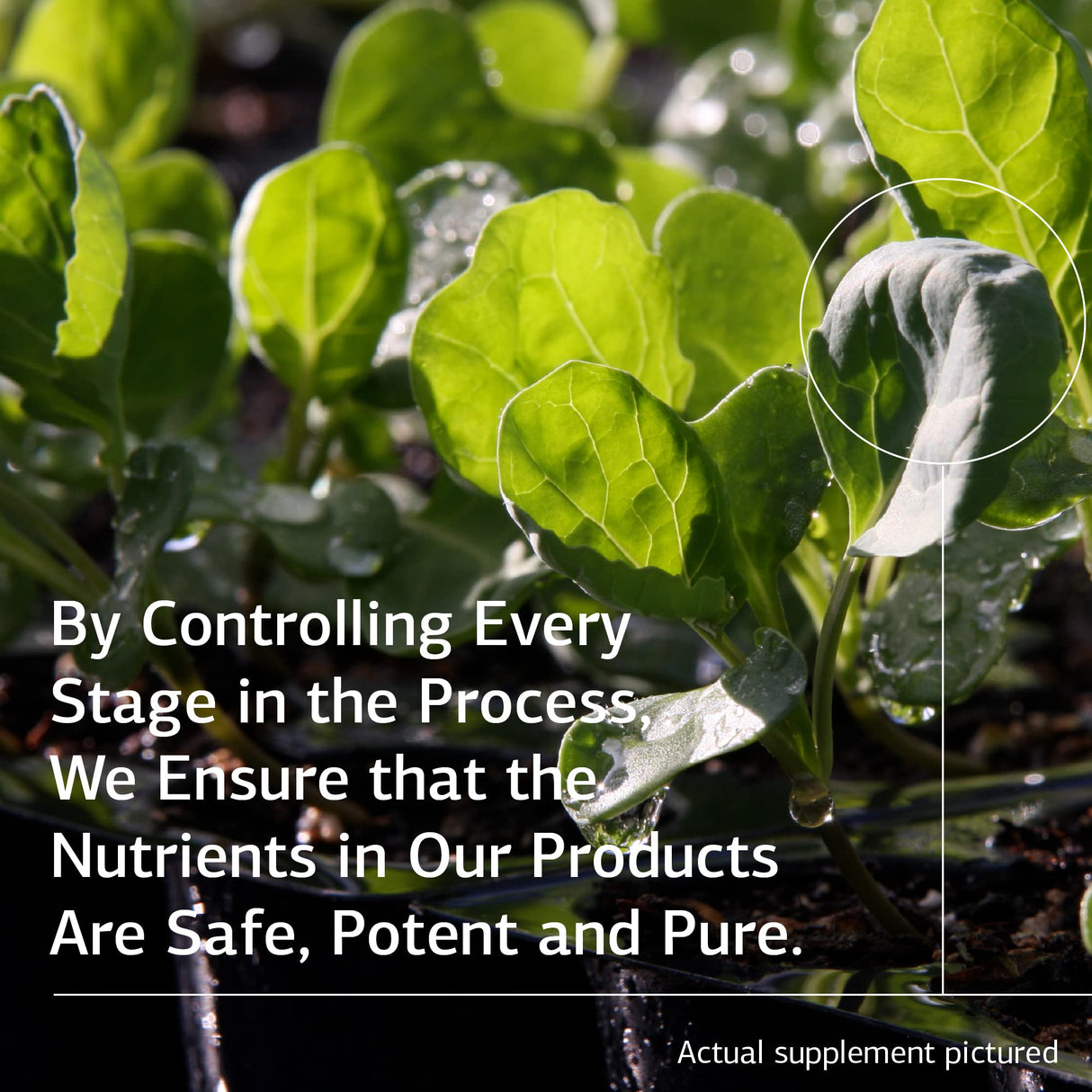 Standard Process Inc. Prost-X - Whole Food Prostate, Bone Health Supplement and Bone Support with Spanish Moss - 90 Capsules