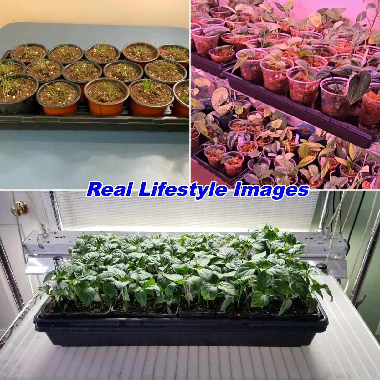 10-Pack Heavy-Duty 1020 Seed Trays – Durable, Thick Plastic Flats for Seed Starting, Microgreens & Transplanting – Fits 7.3'' Humidity Dome and 4'' Planter (21" x 11", 2.76" Deep, No Drain Hole)