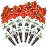 Cherry Tomato Seed Pods Kit for Hydroponics, 12 Pods Grow Anything Kit for Indoor Hydroponics Growing System, Hydroponics Supplies with 12 Grow Sponges, 12 Plant Baskets, 12 Pod Domes and Labels