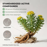 Salvora Rhodiola Rosea Supplement – Golden Root Adaptogen Capsules - Rhodiola Rosea Extract Powder Alternative with Salidroside for Stress Support - Energy, Focus & Performance