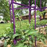 Growsun Large Tomato Cage 6 Pack Upto 73 inch Tall Tomato Trellis Garden Stakes Plant Support,Purple(5ft Stake add 18 inch Adjustable Stakes)