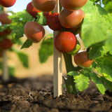 Greenes Fence 4 Ft. Garden Stakes (50 Pack)