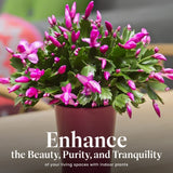 American Plant Exchange Live Christmas Cactus – 6-Inch Pot Cover – Easy Care Flowering Succulent with Festive Blooms for Holiday Home Décor, Kitchens, Offices & Indoor Winter Displays