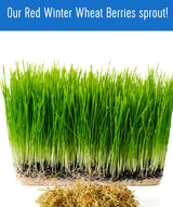 Certified Glyphosate Residue Free Hard Red Winter Wheat Berries | 1 LBS | Family Farmed in Washington State | Non-GMO Project Verified | 100% Non-Irradiated | Certified Kosher Parve | Field Traced