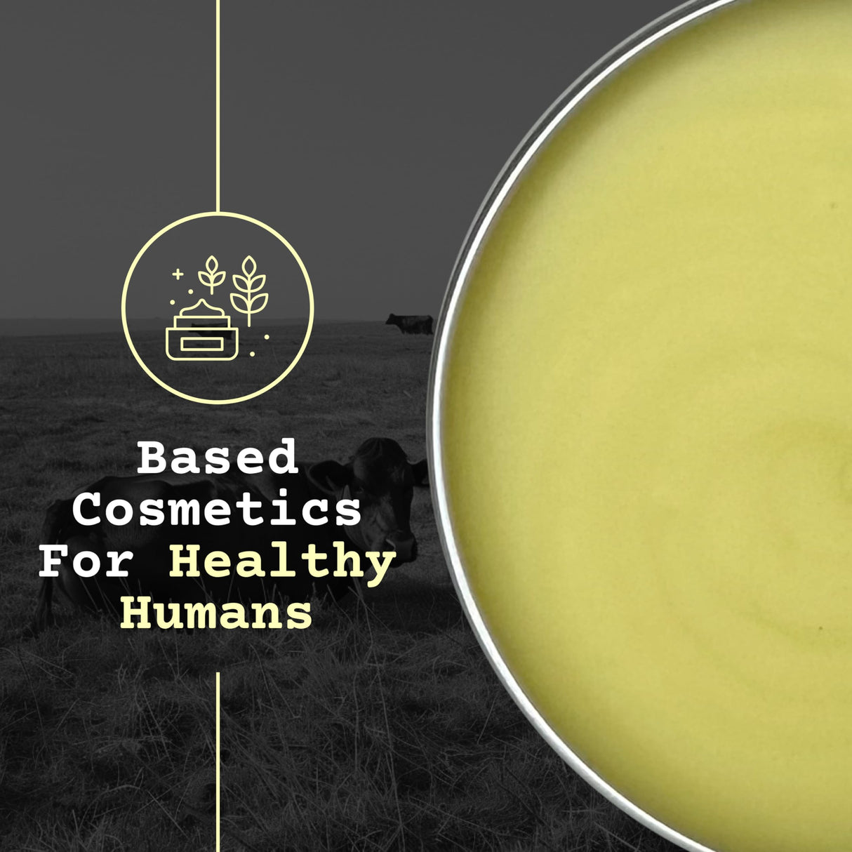 The Tallowed Truth F-Balm Tallow – Grass-fed, Grass-finished Tallow – 5 Ingredients Only – Canadian-made All Purpose Tallow Balm – Made in Canada – Tallow for Face & Body – 2 oz (1-Pack)