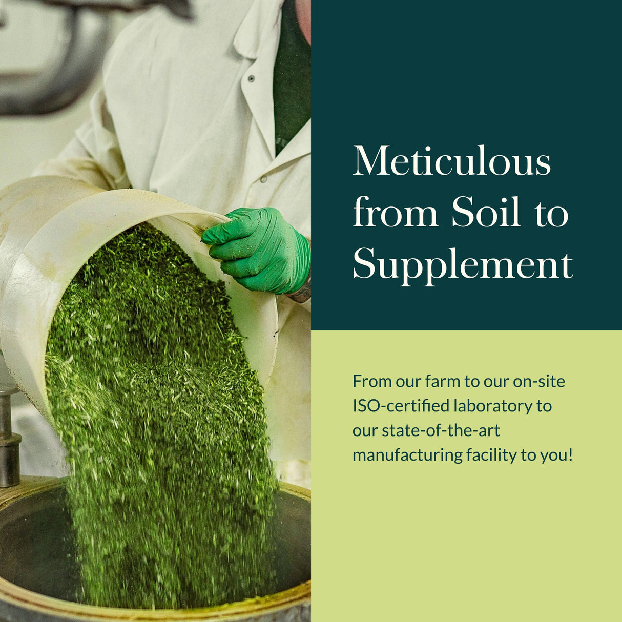 Gaia Herbs Mighty Lungs - Lung Support Supplement to Help Maintain Overall Lung & Respiratory Health* - With Mullein, Plantain, Schisandra & Elecampane - 60 Vegan Liquid Phyto-Capsules (30-Day Supply)