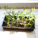 Mr. Pen- Seed Starter Trays, 5 Pack, 17"x10"x2.4"