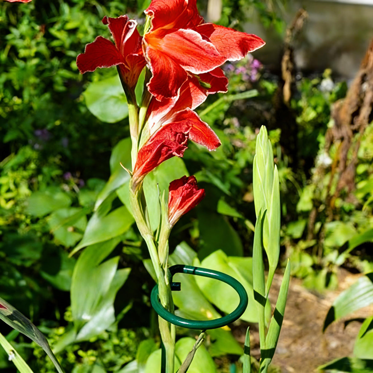 10 Pieces 24 inch Green Single Stem Plant Stakes Flower Support Rings,Gardening Planter Cages for Single Stem Flowers, Amaryllis, Peony, Lily,Narcissus